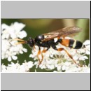Ichneumon lautatorius - Schlupfwespe w01a 13mm -auf Daucus carota- Sandgrube OS-Wallenhorst-fdet02.jpg